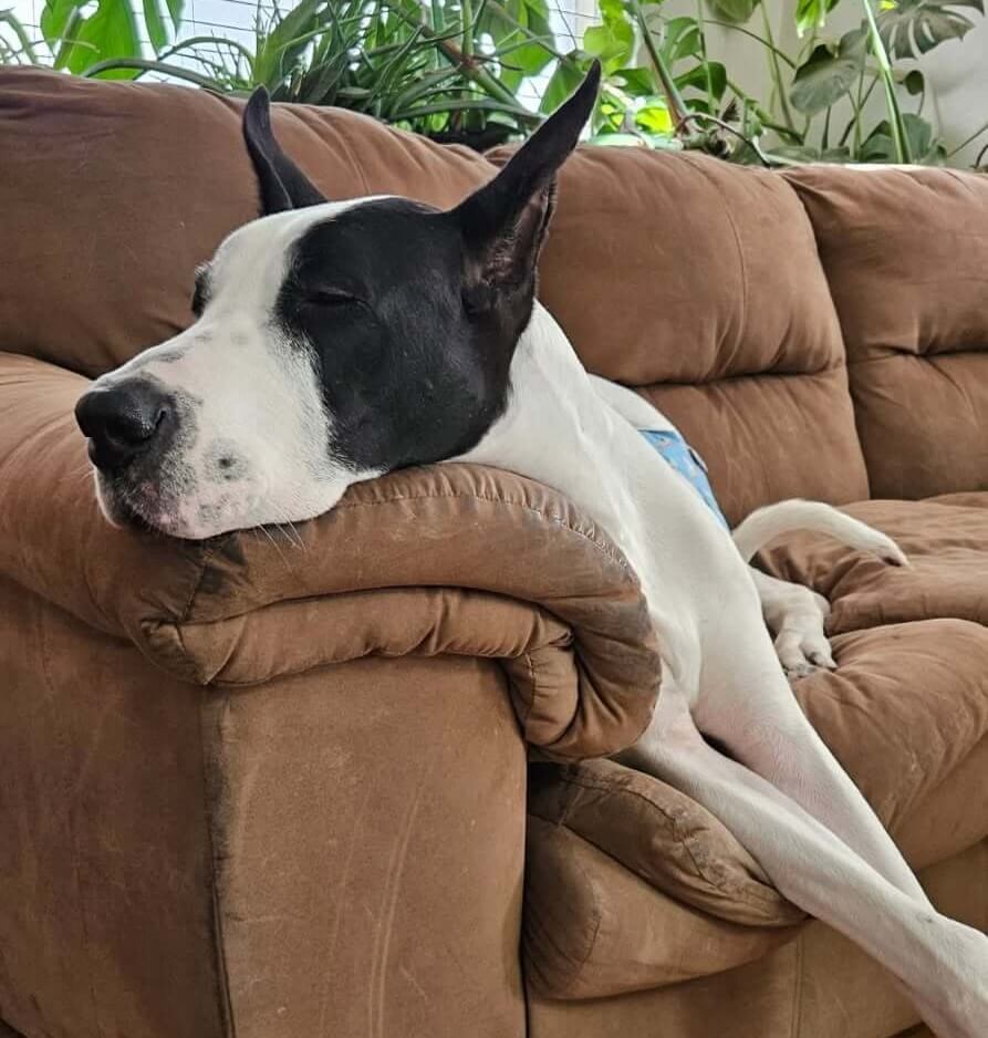 Demi Command Culture