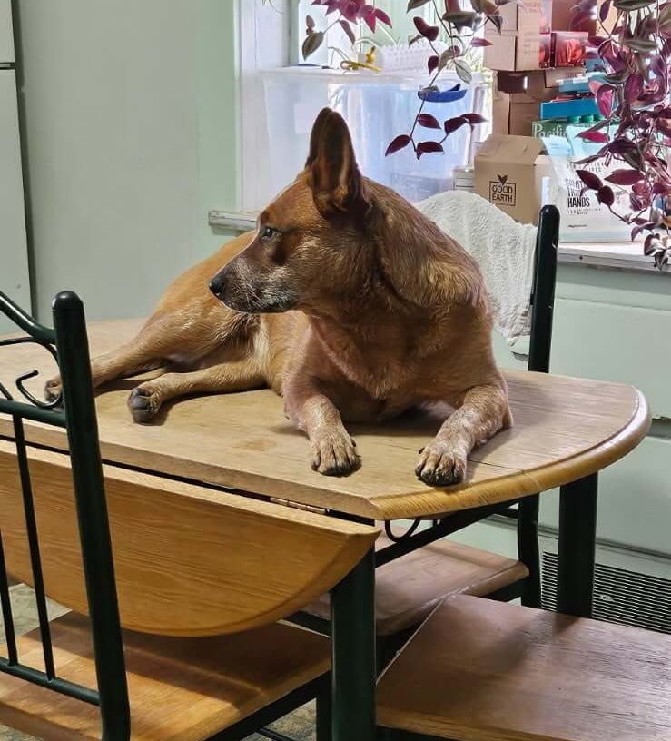Dog on table