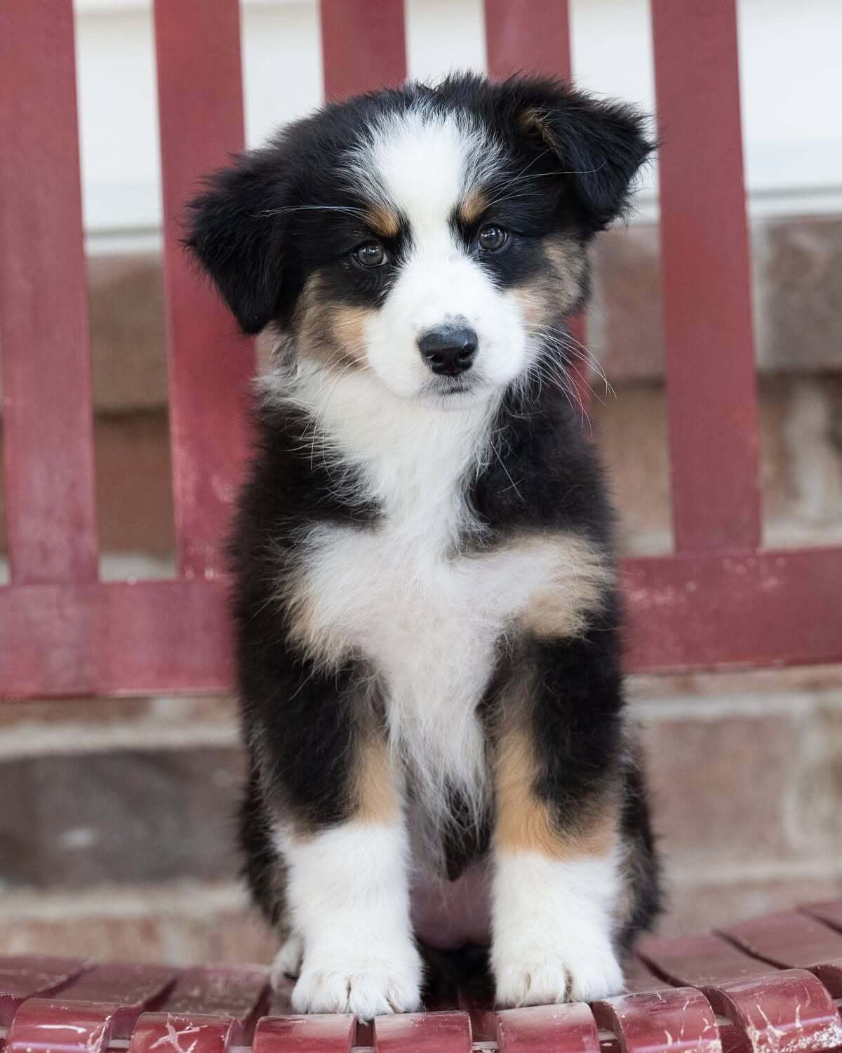 Puppy golden retriever walking outside of veterinary practice.