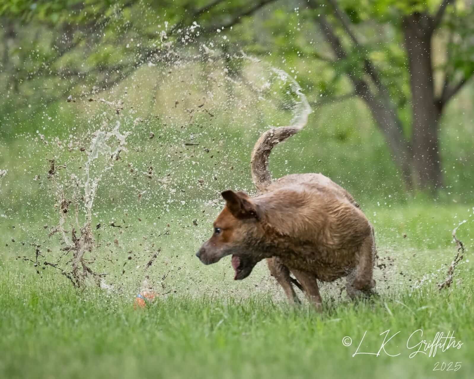 Dog running