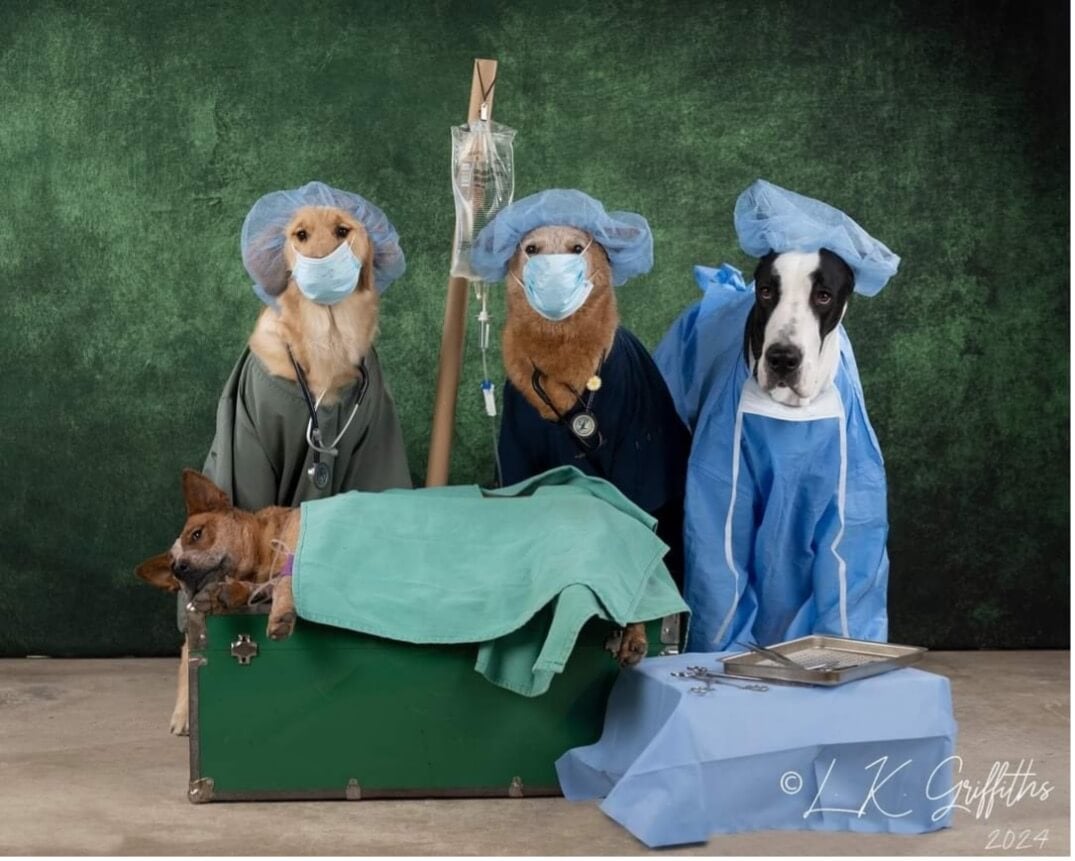 Group of dogs on Thank you for being kind